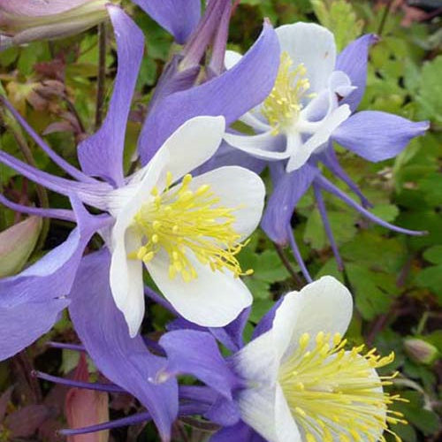 3 Ancolies Mrs. M. Nicholls - Aquilegia mrs m. nicholls - Plantes