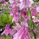 Ancolie des jardins Heidi - Aquilegia vulgaris heidi - Plantes