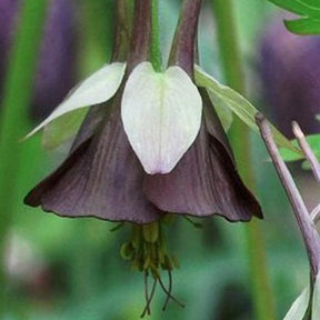 Ancolie verdâtre Chocolate Soldier - Aquilegia viridiflora chocolate soldier - Plantes