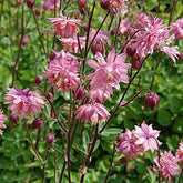 Ancolie commune Barlow Rose - Aquilegia vulgaris rose barlow - Plantes