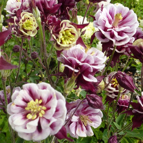 Ancolie à fleurs doubles Winky Red White - Aquilegia winky double red-white  ( winky series ) - Plantes