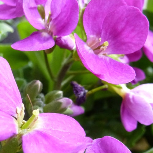 3 Arabettes du Caucase Pinkie - Arabis caucasica pinkie - Plantes