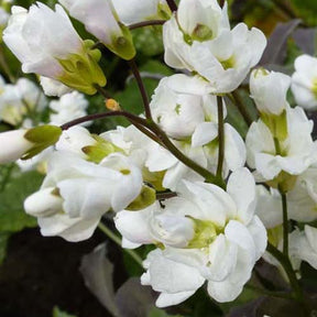 Arabette du Caucase Plena - Arabis caucasica plena - Plantes