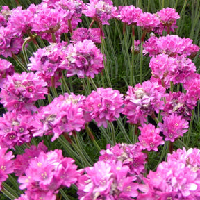 3 Gazons d'Espagne Rosea Compacta - Armeria maritima dusseldorfer stolz - Plantes