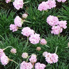 3 Gazons d'Espagne Rubrifolia - Armeria maritima rosea compacta - Plantes