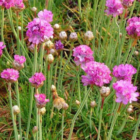 3 Géraniums à massif blancs - Armeria maritima splendens perfecta - Plantes