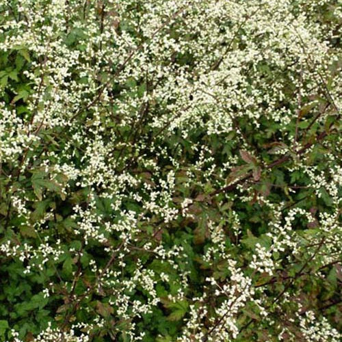 Armoise laiteuse Guizhou - Artemisia lactiflora guizhou - Plantes