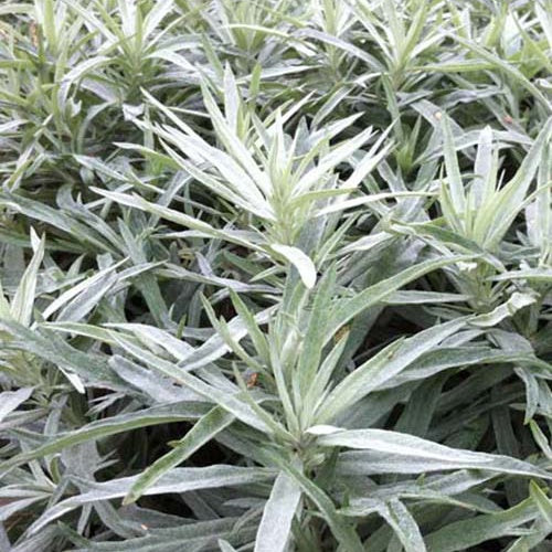 3 Armoises Silver Queen - Artemisia ludoviciana silver queen - Plantes