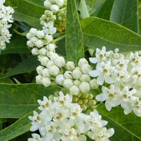 Asclépiade Ice Ballet - Asclepias incarnata ice ballet - Plantes