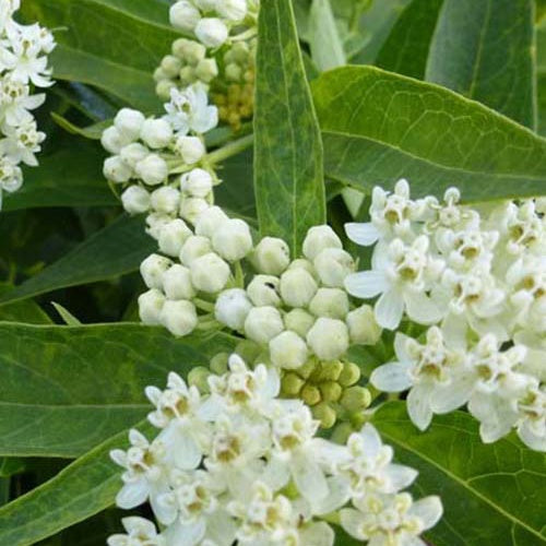 Asclépiade Ice Ballet - Asclepias incarnata ice ballet - Plantes