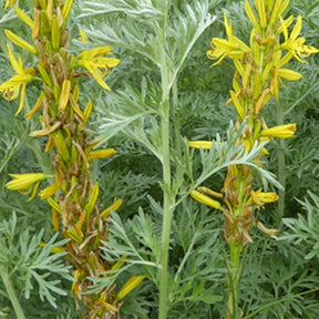 Asphodèle jaune Bâton de Jacob - Asphodeline lutea - Plantes