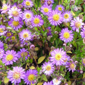 3 Astères nains d'automne Ezo Murazaki - Aster ageratoides ezo murazaki - Plantes