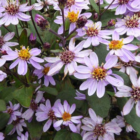 3 Astères nains d'automne Harry Schmidt - Aster ageratoides harry schmidt - Plantes