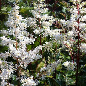 Astilbe hybride Rock and Roll - Astilbe rock and roll - Plantes