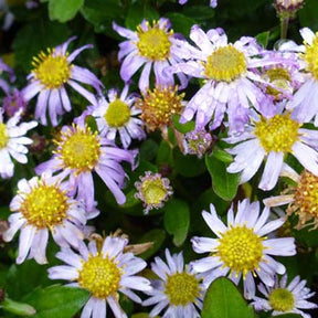 3 Astères Asmoe - Aster ageratoides asmoe - Plantes