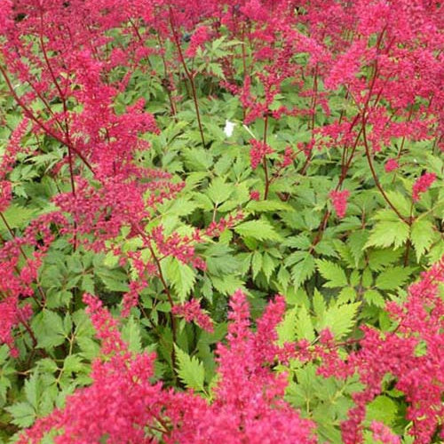 Astilbe d'Arends Spinell - Astilbe arendsii spinell - Plantes