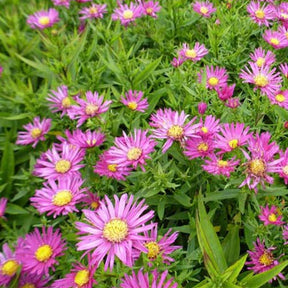 3 Marguerites d'automne Bahamas - Aster bahamas - Plantes