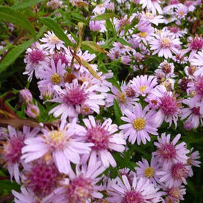 Marguerite d'automne Coombe Fishacre - Aster coombe fishacre - Plantes