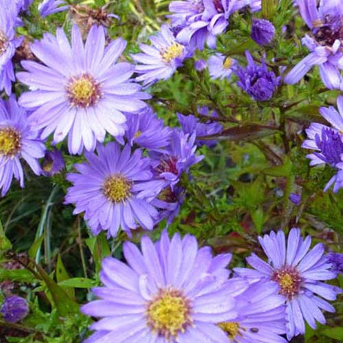 3 Astères nains Barbados - Aster barbados - Plantes