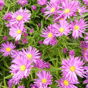 3 Marguerites d'automne Tonga - Aster dasfour tonga - Plantes