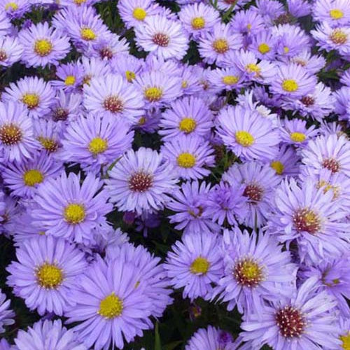 3 Astères nains Herbstpurzel - Aster dumosus herbstpurzel - Plantes