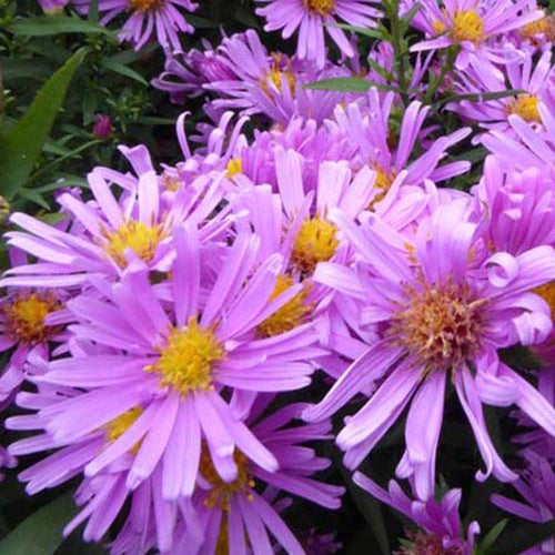 3 Astères nains Peter Harrison - Aster dumosus peter harrison - Plantes