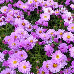 3 Astères nains Rosenwichtel - Aster dumosus rosenwichtel - Plantes