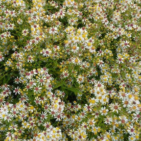 3 Astères éricoïdes Golden Spray - Aster ericoides golden spray - Plantes