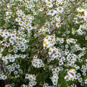 3 Astères éricoïdes Herbstmyrte - Aster ericoides herbstmyrte - Plantes