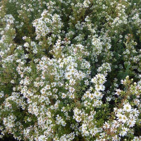 3 Astères éricoïdes Schneetanne - Aster ericoides schneetanne - Plantes