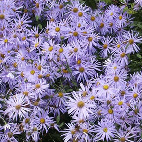 3 Astères de Frikart Mönch - Aster frikartii mönch - Plantes