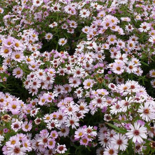 Marguerite d'automne Kylie - Aster kylie - Plantes