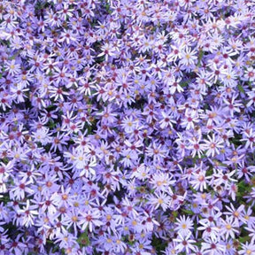 Marguerite d'automne Little Carlow - Aster little carlow jolly jumper - Plantes