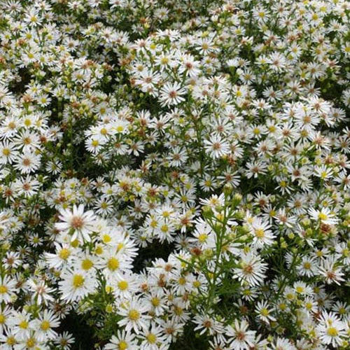 3 Astères éricoïdes Monte Cassino - Aster pilosum var. pringlei monte cassino - Plantes