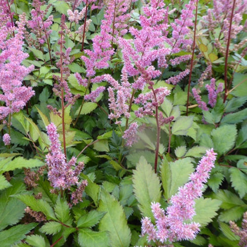 Astilbe hybride Maggie Daley - Astilbe maggie daley - Plantes