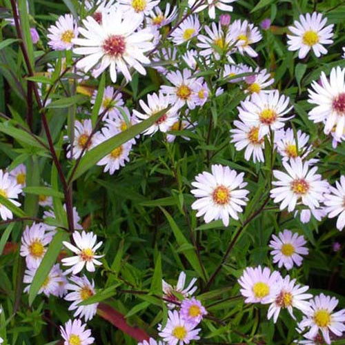 3 Astères Vastersival - Symphyotrichum vasterival - Plantes