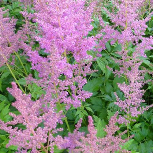 Astilbe du Japon Mainz - Astilbe japonica mainz - Plantes