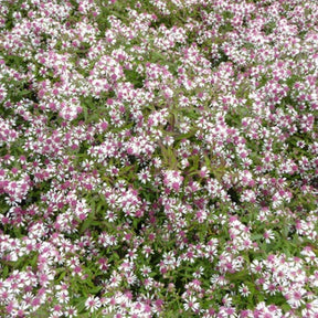 3 Astères laterifolius Horizontalis - Aster lateriflorus horizontalis - Plantes