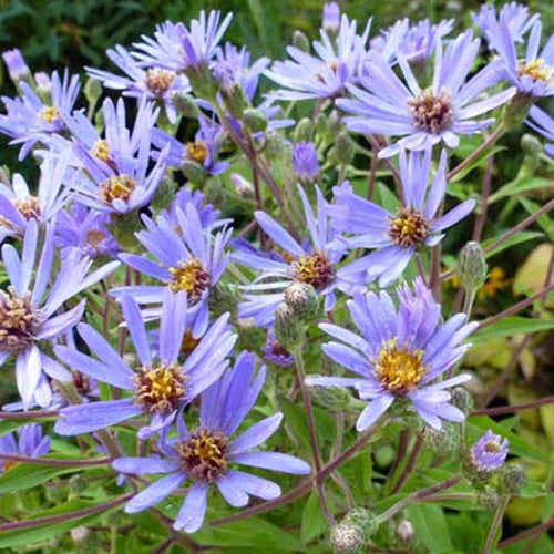 3 Astères macrophyllus - Aster macrophyllus - Plantes