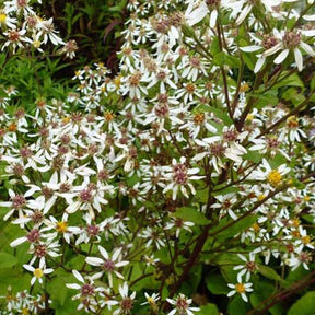 3 Astères à grandes feuilles Albus - Aster macrophyllus albus - Plantes