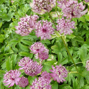 Grande astrance Rosensimfonie - Astrantia major rosensinfonie - Plantes