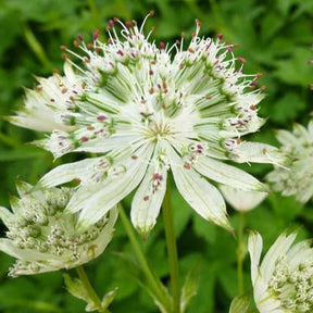 Grande astrance Snow Star - Astrantia major snow star - Plantes