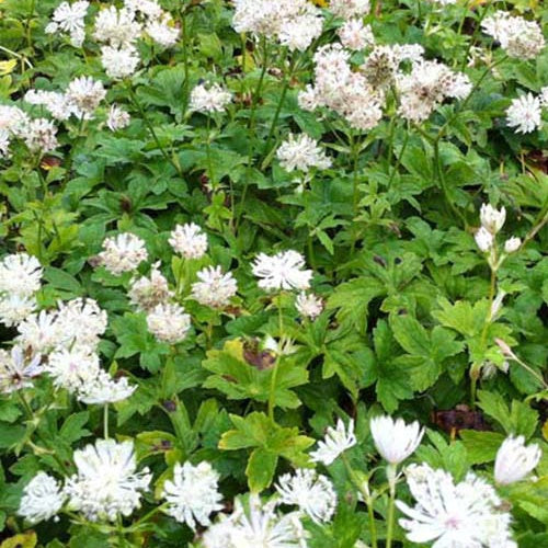 Grande astrance Superstar - Astrantia major superstar - Plantes