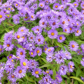 3 Astères de Nouvelle-Angleterre Barrs Blue - Aster novae-angliae barrs blue - Plantes