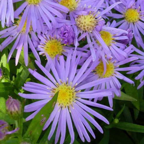 3 Astères de Nouvelle-Belgique Blütenmeer - Aster novi-belgii blütenmeer - Plantes