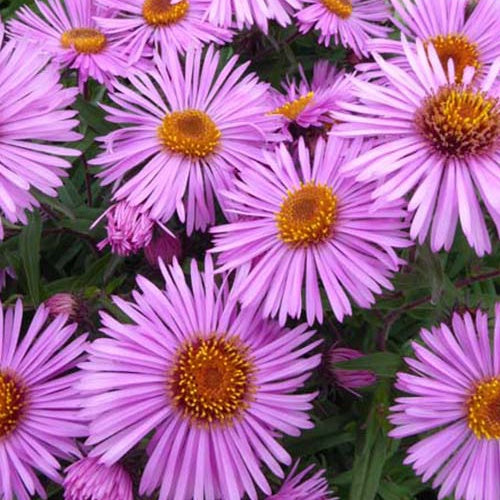 3 Astères de Nouvelle-Angleterre Barrs pink - Aster novae-angliae barrs pink - Plantes