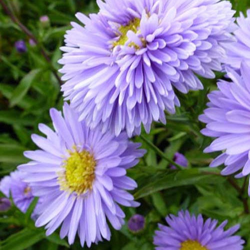 3 Astères de Nouvelle-Belgique Marie Ballard - Aster novi-belgii marie ballard - Plantes