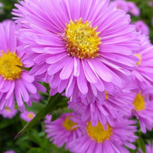 3 Astères à feuilles lisses Patricia Ballard - Aster novi-belgii patricia ballard - Plantes