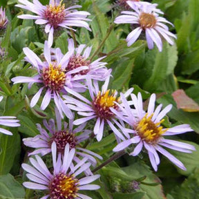 3 Astères de Sibérie - Aster sibiricus - Plantes