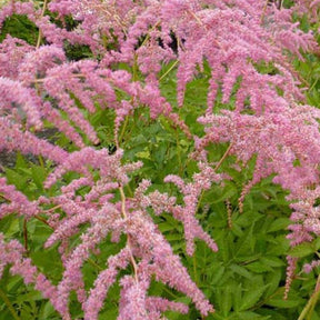 Astilbe de Chine Straussenfeder - Astilbe thunbergii straussenfeder - Plantes